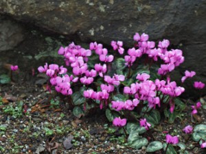28-cyclamen -1